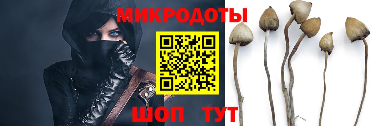 Стрежевой  Псилоцибиновые грибы Psilocybine cubensis  Вход с VPN 